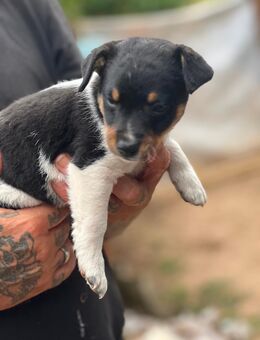 Jack Russel Welpen - Quedlinburg Gernrode
