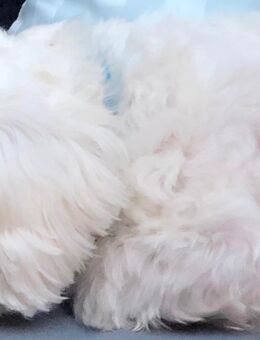 Gassi gehen - Nordhorn