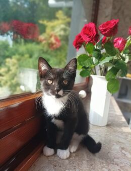 ~* Kitten Mischling *~ - Ruppichteroth