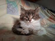 Maine Coon Kitten - Höchenschwand