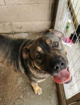 Rüde 107413 sucht sein neues Zuhause - Köln