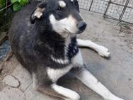 Betty - auf 3 Beinen unterwegs - Weilheim (Oberbayern)