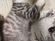 Bhk Baby Katzen - Reutlingen
