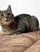 CARLO - Rohdiamant braucht Feinschliff in 12357