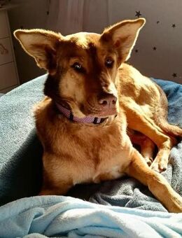 FILOU - Schäferhund Schmusebär - Langen (Hessen)