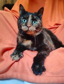 gemütliche Schildpattkatze sucht Zuhause - Ellerbek