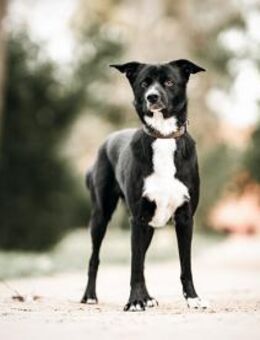 Timo sucht seine Menschen - Neuss