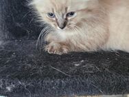 Sibirische Katze / Neva Masquarade - Wesel