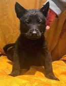 Deutsche Schäferhund Welpen DDR Linie in 04617