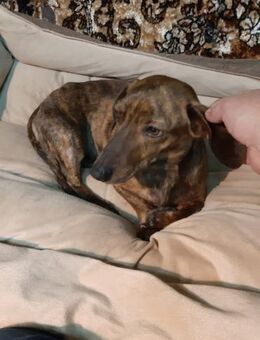 Dale - Mönchengladbach