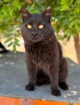 Roy - eine schwarze Schönheit - Kirchheim (München)