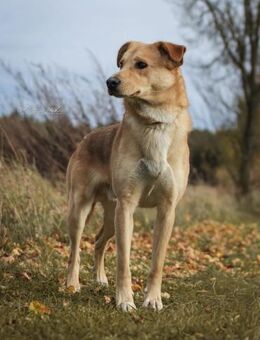 Janko - junger Rüde mit Potential ❤️ - Salzwedel (Hansestadt) Zentrum
