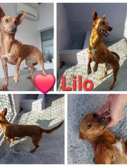 Lilo - sucht ihren Menschen - Höchst (Odenwald)