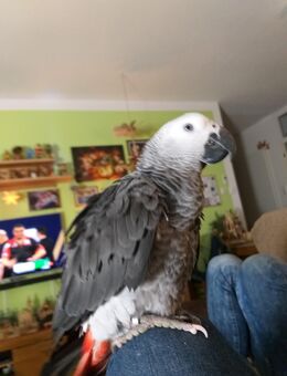 Kongo Graupapagei "Kuki" männlich 4 Jahre alt - Dresden
