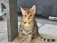 Bengal Kitten - Wunsiedel