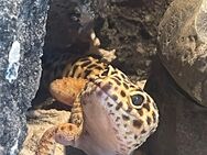 3 Leopardgeckos mit Terrarium - Bochum