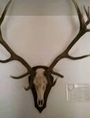 Hirschgeweih, Rothirsch mit Urkunde und Goldmedaille in 31036