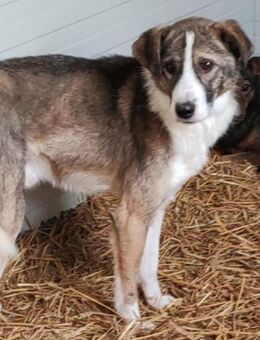 CARLITTO - zuckersüßer Traumhund - Weiterstadt