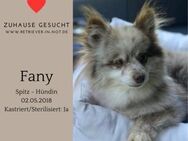 Fany sucht liebevolles Zuhause - Lippetal