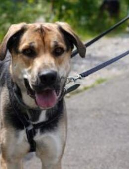 Mara - Zuhause gesucht - Duisburg