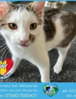 Sky sucht ein Zuhause mit Freigang! - Waakirchen