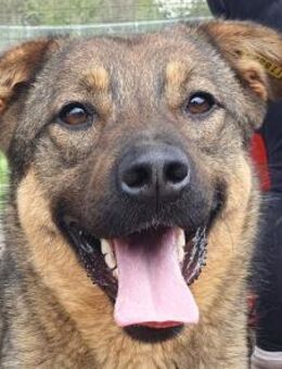 APPA-absolute Traumhündin, 55 cm - Rösrath