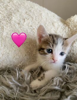 🐾 Wunderschöne BKH-Mix-Kitten suchen liebevolles Zuhause 🐾 - Bruchsal