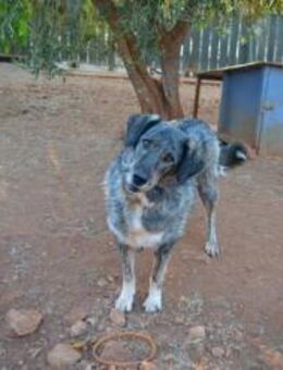 Mitsi - schüchtern aber sehr lieb - Mettmann