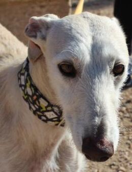 🌿 Lucas sanfter Galgo (V) - Ludwigshafen (Rhein)