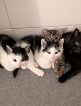 4 Katzenbabys im Raum Leipzig abzugeben sind entwurmt - Leipzig