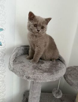 ABHOLBEREIT! Reinrassige BKH Kitten Katzen Junge - Hamm Zentrum