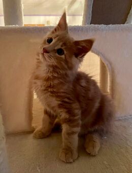 Maine Coon XXL reinrassig Kitten - Nordheim