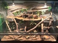 Sehr großes Terrarium + viel Zubehör und 4 Leopardgeckos - Wustermark