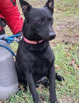 Enya sucht Liebe und Geborgenheit ! - Dortmund