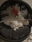 Reinrassige Britisch Kurzhaar Kitten in liebevolle Hände abzugeben in 51143