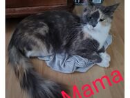 Maine Coon Mix Kitten - Jämlitz-Klein Düben