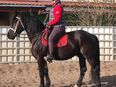 Friesenmixwallach Baks in 99628