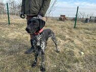 Teofil sucht eine aktive Familie - Nordwalde