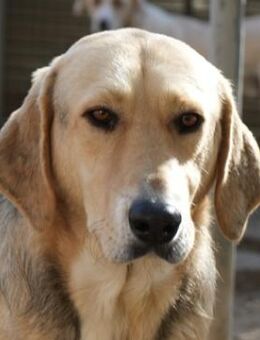 Stormy, geb. ca. 08/2022, Griechenland - Markdorf