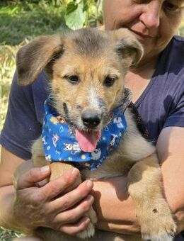 Sehr verschmuster Hundejunge TIMMY ♥️ - München