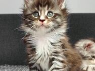 Traumhaft schönes Maine Coon Kitten mit Stammbaum - Laupheim Zentrum