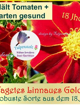 ♥ Tagetes Linnaeus Goldrand Alte Sorte Tulpenstolz Heilpflanze Tomaten Garten,Carl von Linne Naturschatz,Biogarten,weinrot,Rosenduft,samenfest - Hamburg