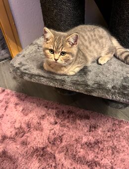 BKH kitten - Berlin Marzahn-Hellersdorf