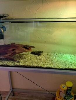 2 Rotwangenschildkröten mit Aquarium und Zubehör - Wildberg (Baden-Württemberg)