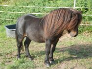 Rothensande KING OF HEARTS - gekörter Sohn von BIRLING GREY MIRAGE Mini Shetland 69 cm - Felsberg