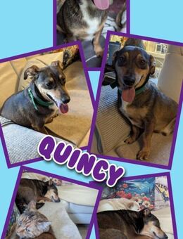 Quincy wartet in 95482 Gefrees! - Nürnberg