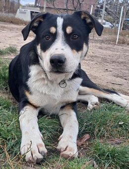 Süßer Norris sucht seine Menschen - Weilheim (Oberbayern)