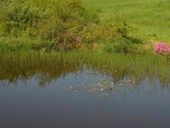 Fischweiher bzw. Fischteich im Landkreis Altötting, Mühldorf oder Traunstein - Teising