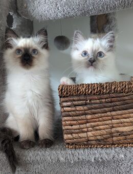 Heilige Birma Kitten Rasse Weibchen Mädchen , weißes Fell blaue Augen blue Point - Lüneburg