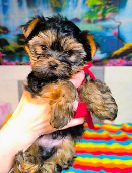 🐾 Liebevolles Mini-Yorkshire-Terrier-Männchen Bobi sucht ein neues Zuhause 🐾 - Ennigerloh
